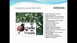 Tuto jardin Anthemis fiche technique plante annuelle [upl. by Anaihsat]