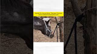 Horses React to Cranial Sacral Work  Holistic Horseworks [upl. by Godwin665]