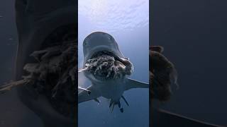 When a Lemon Shark Bites Off More Than it Can Chew 😳🦈 lemonshark jupitersharks sharkdiving [upl. by Neelear]