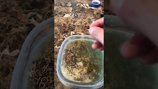 Gold extraction using vinegar and hydrogen peroxide [upl. by Ynaffit]