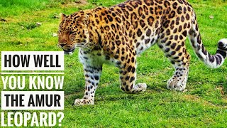 Amur Leopard  Description Characteristics and Facts [upl. by Lammaj]