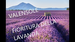 Provenza  Fioritura della Lavanda a Valensole [upl. by Elimac]