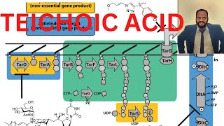 Teichoic acid microbiology csir lifescience [upl. by Ahtnammas]