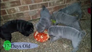 Shar Pei Puppies [upl. by Emilia]