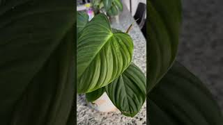 Philadendron Petiole houseplants houseplantlover plantlover houseplantslover [upl. by Huttan]