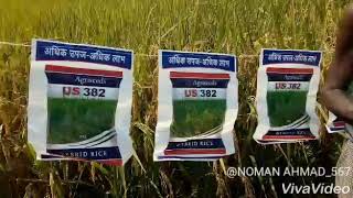 US Agriseeds hybrid paddy [upl. by Aylsworth]