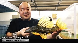 Catching CRAZY MONSTER PLECO for store [upl. by Hannad]