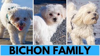 All Bichon Dog Breeds  Bichon Family [upl. by Arretnahs594]