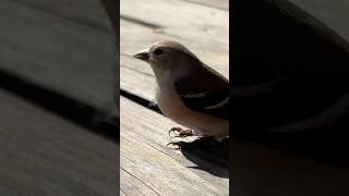 American Goldfinch  You Dont See Beautiful Birds of Earth Everyday  Wild Birds  Save Birds [upl. by Crescin547]