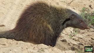 Busy Eater  Stripenecked mongoose [upl. by Ahserak]