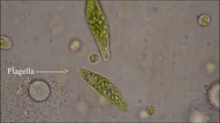 Euglena  The Flagellate [upl. by Lenej]