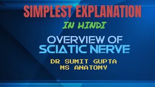 SCIATIC NERVE ANATOMY [upl. by Othe]