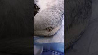 Pequeñas Bolitas de Ternuraquot 🐾💕 shortsfeed shortvideos [upl. by Yllor380]