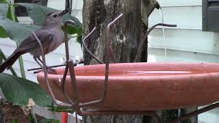 GRAY CATBIRD IN BIRDBATH [upl. by Isman]