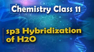 sp3 Hybridization of H2O  Nature of Chemical Bond  Chemistry Class 11 [upl. by Rumney]