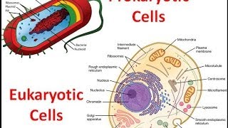 Prokaryotes vs Eukaryotes [upl. by Elleynad]