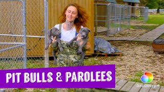 Pit Bulls and Parolees Season 17 on Discovery [upl. by Harrat]