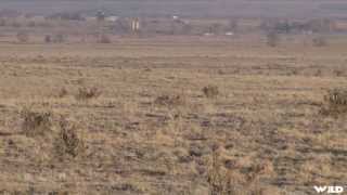 Hunting Coyote in Colorado with Huge Sniper Rifle [upl. by Adolfo]