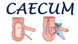 Chp20  Anatomy of CAECUM  BDC Vol2  Large Intestine  Dr Asif Lectures [upl. by Nolyak]