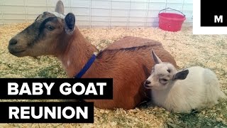 Baby Goat Joyously Reunites With His Mother After Vanishing From Fair [upl. by Melliw109]