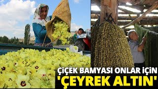 Çiçek Bamyası Onlar İçin Çeyrek Altın Değerinde [upl. by Nauqahs]