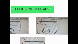 CORSO DI BIOLOGIA CELLULARE 1  LEZIONE 18 DI 23  RECETTORI AD ATTIVITA SERINA TREONINA CHINASICA [upl. by Amleht]