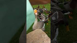 Crazy Goose Grabs My Leg For Seed babyanimals [upl. by Di664]