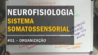 Sistema Somatossensorial  01 Organização  Neurofisiologia [upl. by Nrubyar287]