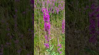 La Salicaire Plante Anti Diarrhée  Purple Loosestrife AntiDiarrhea Plant [upl. by Fihsak]