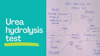 urea hydrolysis testurease test in microbiology biochemical test in microbiology [upl. by Armyn691]