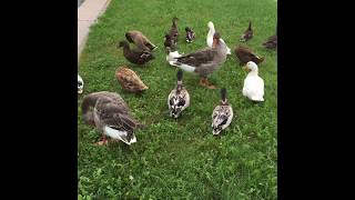 Domestic duck and goose long flight [upl. by Lennej]