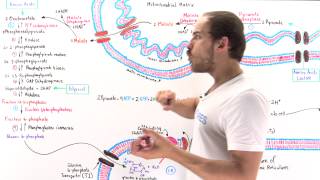 Overview of Gluconeogenesis [upl. by Chip]