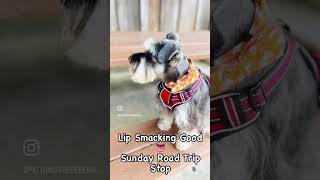 Lip Smacking Good Road Trip Sunday roadtrips dogadventure miniatureschnauzers barbque [upl. by Ltney]