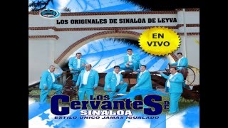 LOS GIRASOLES  LOS CERVANTES DE SINALOA EN VIVO [upl. by Orv202]