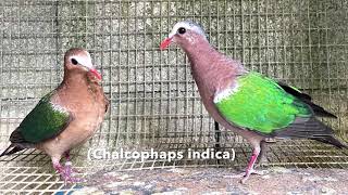 La Colombe turvert Common Emerald Dove [upl. by Ccasi571]