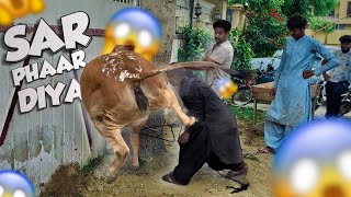 Qasai ka sar phaar diya 😱😱Dangerous Cow Qurbani bakra eid 2023 [upl. by Aurelius]