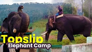 Topslip Tourism Travlog  Anamalai Tiger Reserve  Topslip Elephant Camp  Wildlife Tourism [upl. by Laing]