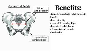 male to female pelvic structure  booster gynecoid pelvis [upl. by Nyre785]