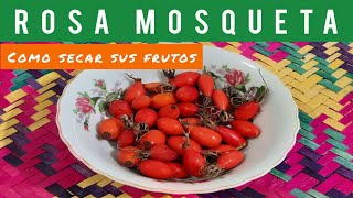 🟠COMO SECAR los FRUTOS de la ROSA MOSQUETA🌹💡 2022 [upl. by Cirted]