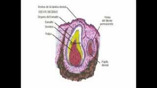 Odontogenesis  Parte 2 ® ENL [upl. by Attehcram]