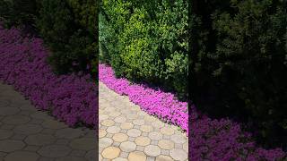 🌸 A carpet of flowers 🌸 iceplant flowercarpet [upl. by Norted283]