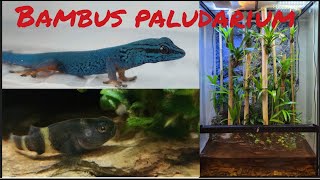 Bambus Paludarium [upl. by Eiramrefinnej860]