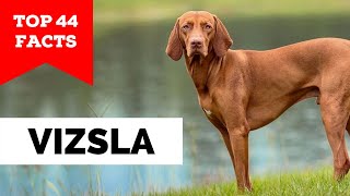 99 of Vizsla Owners Dont Know This [upl. by Targett]