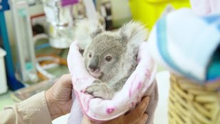 Rescued Baby Koala Loves Teddy [upl. by Fransis]