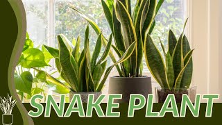 The Beginners Guide to Growing SNAKE PLANT Dracaena trifasciata 🪴🪴 [upl. by Higinbotham]