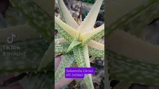 Rare Aloe Barbadensis Variegated Striped beauty easy care and soothing gelA musthave CactusTok [upl. by Sitruk]