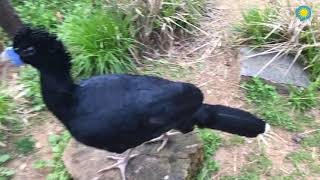 BlueBilled Curassow Training [upl. by Allred645]