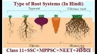 Types of Roots in hindi  जड़ और तने के प्रकार हिंदी में [upl. by Gorman]