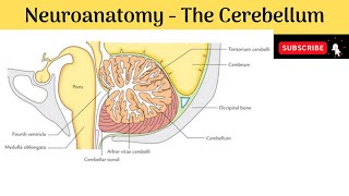 Cerebellum  External amp internal features Grey amp White Matter Three peduncles Cerebellar Syndrome [upl. by Aimerej]