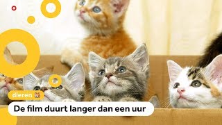 Viral kattenfilmpjes in de bioscoop te zien [upl. by Four]